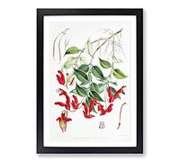 Big Box Art Lipstick Flowers by W. H. Fitch Framed Wall Art Picture Print Ready to Hang, Black A2 (62 x 45 cm)