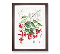 Big Box Art Lipstick Flowers by W. H. Fitch Framed Wall Art Picture Print Ready to Hang, Walnut A2 (62 x 45 cm)
