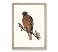 Big Box Art Little Australian Eagle by Elizabeth Gould Framed Wall Art Picture Print Ready to Hang, Oak A2 (62 x 45 cm)
