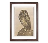 Big Box Art Little Owl by Theo Van Hoytema Framed Wall Art Picture Print Ready to Hang, Walnut A2 (62 x 45 cm)