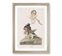 Big Box Art Little Owls by John James Audubon Framed Wall Art Picture Print Ready to Hang, Oak A2 (62 x 45 cm)