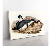 Big Box Art Little Penguins by Elizabeth Gould Canvas Wall Art Print Ready to Hang Picture, 76 x 50 cm (30 x 20 Inch), White, Brown, Black, Green, Cream