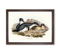 Big Box Art Little Penguins by Elizabeth Gould Framed Wall Art Picture Print Ready to Hang, Walnut A2 (62 x 45 cm)