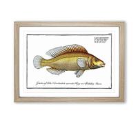 Big Box Art Little-Scaled Wrasse Fish by M.E. Bloch Framed Wall Art Picture Print Ready to Hang, Oak A2 (62 x 45 cm)