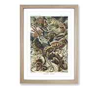 Big Box Art Lizards by Ernst Haeckel Framed Wall Art Picture Print Ready to Hang, Oak A2 (62 x 45 cm)