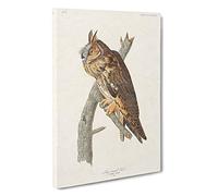 Big Box Art Long-Eared Owl by John James Audubon Canvas Wall Art Framed Picture Print, 30 x 20 Inch (76 x 50 cm), White, Grey, Green, Brown