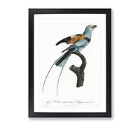 Big Box Art Long Stranded African Roller Bird Framed Print A2 Black