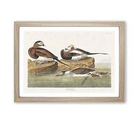 Big Box Art Long-Tailed Ducks by John James Audubon Framed Wall Art Picture Print Ready to Hang, Oak A2 (62 x 45 cm)