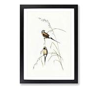 Big Box Art Long-Tailed Grass Finch by Elizabeth Gould Framed Wall Art Picture Print Ready to Hang, Black A2 (62 x 45 cm)