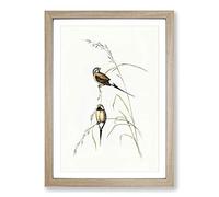 Big Box Art Long-Tailed Grass Finch by Elizabeth Gould Framed Wall Art Picture Print Ready to Hang, Oak A2 (62 x 45 cm)