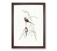 Big Box Art Long-Tailed Grass Finch by Elizabeth Gould Framed Wall Art Picture Print Ready to Hang, Walnut A2 (62 x 45 cm)