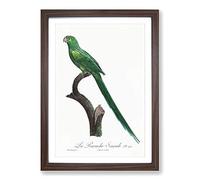 Big Box Art Long-Tailed Parakeet by F. Levaillant Framed Wall Art Picture Print Ready to Hang, Walnut A2 (62 x 45 cm)