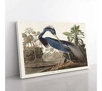 Big Box Art Louisiana Heron by John James Audubon Canvas Wall Art Print Ready to Hang Picture, 76 x 50 cm (30 x 20 Inch), White, Grey, Green, Black, Grey