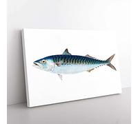 Big Box Art Mackerel Fish by Edward Donovan Canvas Wall Art Print Ready to Hang Picture, 76 x 50 cm (30 x 20 Inch), White, Grey, Blue, Black