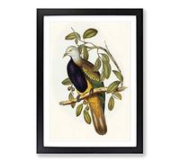 Big Box Art Magnificent Fruit Pigeons by Elizabeth Gould Framed Wall Art Picture Print Ready to Hang, Black A2 (62 x 45 cm)
