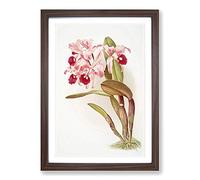 Big Box Art Magnolia Flowers Illustration Tab. 12 by Frederick Sander Framed Wall Art Picture Print Ready to Hang, Walnut A2 (62 x 45 cm)