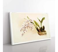 Big Box Art Magnolia Flowers Illustration Tab. 71 by Frederick Sander Canvas Wall Art Print Ready to Hang Picture, 76 x 50 cm (30 x 20 Inch), White, Gold, Green, Cream