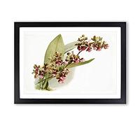 Big Box Art Magnolia Flowers Illustration Tab.73 by Frederick Sander Framed Wall Art Picture Print Ready to Hang, Black A2 (62 x 45 cm)