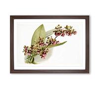 Big Box Art Magnolia Flowers Illustration Tab.73 by Frederick Sander Framed Wall Art Picture Print Ready to Hang, Walnut A2 (62 x 45 cm)