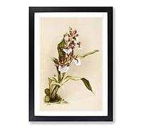 Big Box Art Magnolia Flowers Illustration Tab. 73 by Frederick Sander Framed Wall Art Picture Print Ready to Hang, Black A2 (62 x 45 cm)