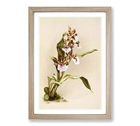Big Box Art Magnolia Flowers Illustration Tab. 73 by Frederick Sander Framed Wall Art Picture Print Ready to Hang, Oak A2 (62 x 45 cm)