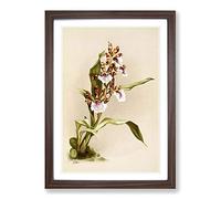 Big Box Art Magnolia Flowers Illustration Tab. 73 by Frederick Sander Framed Wall Art Picture Print Ready to Hang, Walnut A2 (62 x 45 cm)