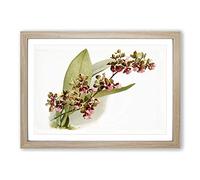 Big Box Art Magnolia Flowers Illustration Tab.73 by Frederick Sander Framed Wall Art Picture Print Ready to Hang, Oak A2 (62 x 45 cm)