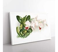 Big Box Art Magnolia Flowers Illustration Tab.75 by Frederick Sander Canvas Wall Art Print Ready to Hang Picture, 76 x 50 cm (30 x 20 Inch), White, Green