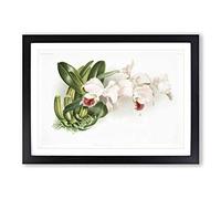 Big Box Art Magnolia Flowers Illustration Tab.75 by Frederick Sander Framed Wall Art Picture Print Ready to Hang, Black A2 (62 x 45 cm)