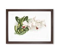 Big Box Art Magnolia Flowers Illustration Tab.75 by Frederick Sander Framed Wall Art Picture Print Ready to Hang, Walnut A2 (62 x 45 cm)