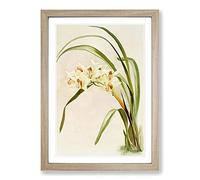 Big Box Art Magnolia Flowers Illustration Tab. 75 by Frederick Sander Framed Wall Art Picture Print Ready to Hang, Oak A2 (62 x 45 cm)