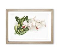 Big Box Art Magnolia Flowers Illustration Tab.75 by Frederick Sander Framed Wall Art Picture Print Ready to Hang, Oak A2 (62 x 45 cm)