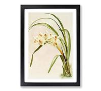 Big Box Art Magnolia Flowers Illustration Tab. 75 by Frederick Sander Framed Wall Art Picture Print Ready to Hang, Black A2 (62 x 45 cm)