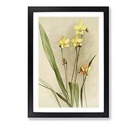 Big Box Art Magnolia Flowers Illustration Tab. 88 by Frederick Sander Framed Wall Art Picture Print Ready to Hang, Black A2 (62 x 45 cm)