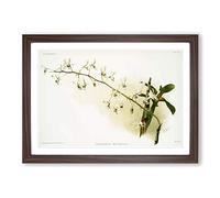 Big Box Art Magnolia Flowers Illustration Tab. 95 by Frederick Sander Framed Wall Art Picture Print Ready to Hang, Walnut A2 (62 x 45 cm)