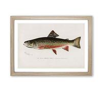 Big Box Art Male Brook Trout by Sherman F. Denton Framed Wall Art Picture Print Ready to Hang, Oak A2 (62 x 45 cm)