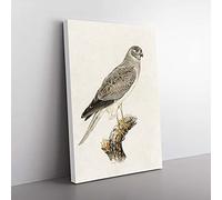 Big Box Art Male Hen Harrier by Von Wright Canvas Wall Art Print Ready to Hang Picture, 76 x 50 cm (30 x 20 Inch), White, Grey, Green, Black