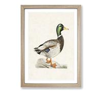 Big Box Art Male Mallard Duck by Von Wright Framed Wall Art Picture Print Ready to Hang, Oak A2 (62 x 45 cm)
