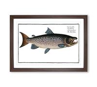 Big Box Art Male Salmon Fish by M.E. Bloch Framed Wall Art Picture Print Ready to Hang, Walnut A2 (62 x 45 cm)