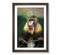 Big Box Art Mandrill Baboon Monkey Framed Wall Art Picture Print Ready to Hang, Walnut A2 (62 x 45 cm)