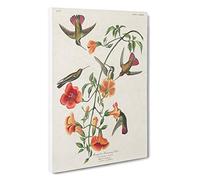 Big Box Art Mango Hummingbirds by John James Audubon Canvas Wall Art Framed Picture Print, 30 x 20 Inch (76 x 50 cm), White, Brown, Green, Cream, Red