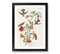 Big Box Art Mango Hummingbirds by John James Audubon Framed Wall Art Picture Print Ready to Hang, Black A2 (62 x 45 cm)