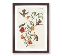 Big Box Art Mango Hummingbirds by John James Audubon Framed Wall Art Picture Print Ready to Hang, Walnut A2 (62 x 45 cm)