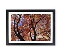 Big Box Art Maple Tree Leaf Autumn 2 Framed Wall Art Picture Print Ready to Hang, Black A2 (62 x 45 cm)