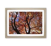 Big Box Art Maple Tree Leaf Autumn 2 Framed Wall Art Picture Print Ready to Hang, Oak A2 (62 x 45 cm)