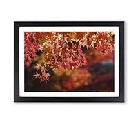 Big Box Art Maple Tree Leaf Framed Wall Art Picture Print Ready to Hang, Black A2 (62 x 45 cm)
