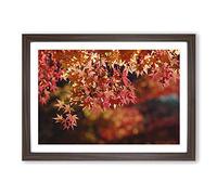 Big Box Art Maple Tree Leaf Framed Wall Art Picture Print Ready to Hang, Walnut A2 (62 x 45 cm)
