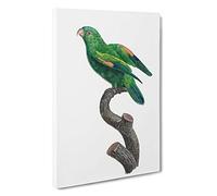 Big Box Art Marigold Lorikeet by F. Levaillant Canvas Wall Art Framed Picture Print, 30 x 20 Inch (76 x 50 cm), White, Green, Grey, Black