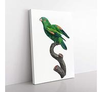 Big Box Art Marigold Lorikeet by F. Levaillant Canvas Wall Art Print Ready to Hang Picture, 76 x 50 cm (30 x 20 Inch), White, Green, Grey, Black