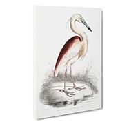 Big Box Art Maroon-Backed Heron by John Edward Gray Canvas Wall Art Framed Picture Print, 30 x 20 Inch (76 x 50 cm), White, Grey, Red